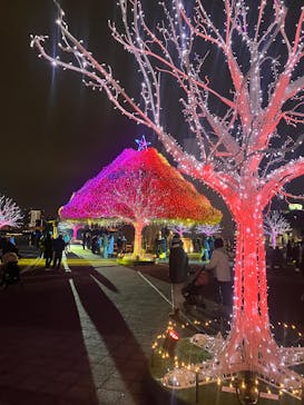 東京メガイルミに投稿された画像（2025/12/14）
