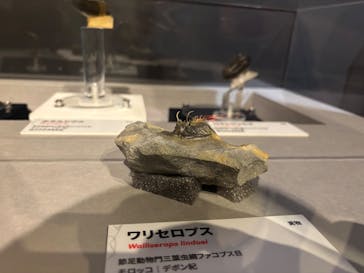 特別展「大絶滅展―生命史のビッグファイブ」に投稿された画像（2025/12/14）