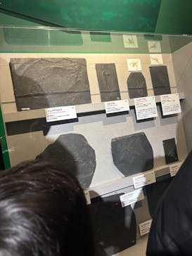 特別展「大絶滅展―生命史のビッグファイブ」に投稿された画像（2025/12/14）