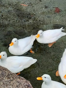 箱根園水族館に投稿された画像（2025/12/14）