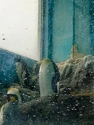 箱根園水族館に投稿された画像（2025/12/14）