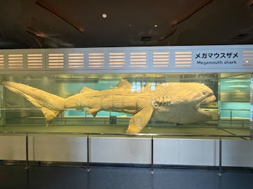 沖縄美ら海水族館に投稿された画像（2025/12/14）