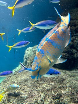 葛西臨海水族園に投稿された画像（2025/12/14）