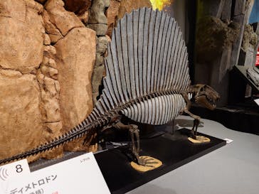 特別展「大絶滅展―生命史のビッグファイブ」に投稿された画像（2025/12/14）