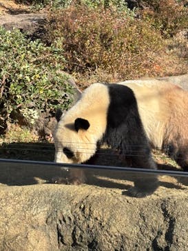 恩賜上野動物園に投稿された画像（2025/12/14）