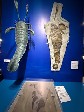 特別展「大絶滅展―生命史のビッグファイブ」に投稿された画像（2025/12/14）