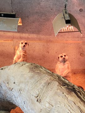 霞ケ浦 どうぶつとみんなのいえに投稿された画像（2025/12/15）