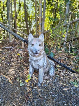 伊勢忍者キングダムに投稿された画像（2025/12/15）