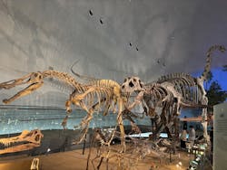 福井県立恐竜博物館に投稿された画像（2025/12/15）