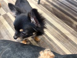 いぬカフェRio イオンモール常滑店に投稿された画像（2025/12/15）