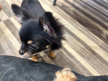 いぬカフェRio イオンモール常滑店に投稿された画像（2025/12/15）