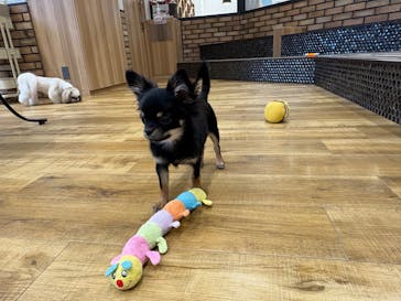 いぬカフェRio イオンモール常滑店に投稿された画像（2025/12/15）