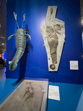 特別展「大絶滅展―生命史のビッグファイブ」に投稿された画像（2025/12/15）