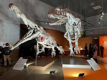 特別展「大絶滅展―生命史のビッグファイブ」に投稿された画像（2025/12/15）