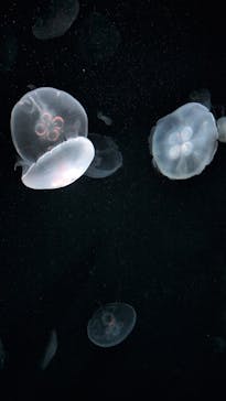 サンシャイン水族館に投稿された画像（2025/12/15）