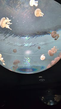 サンシャイン水族館に投稿された画像（2025/12/15）