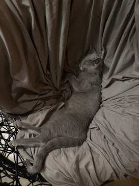 猫カフェモカ　新宿店に投稿された画像（2025/12/15）