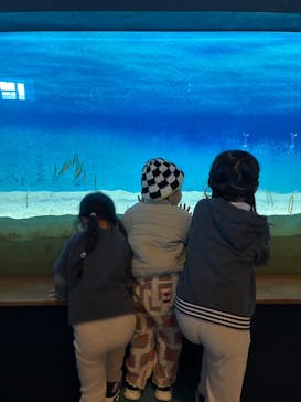 大分マリーンパレス水族館 「うみたまご」に投稿された画像（2025/12/15）