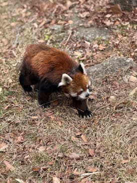 千葉市動物公園に投稿された画像（2025/12/15）