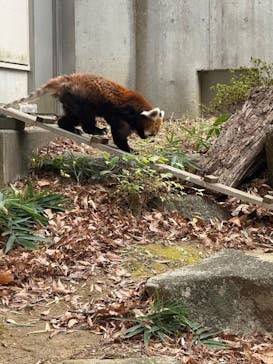 千葉市動物公園に投稿された画像（2025/12/15）