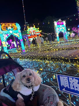 伊豆高原グランイルミに投稿された画像（2025/12/15）