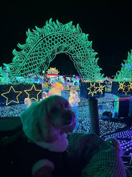 伊豆高原グランイルミに投稿された画像（2025/12/15）