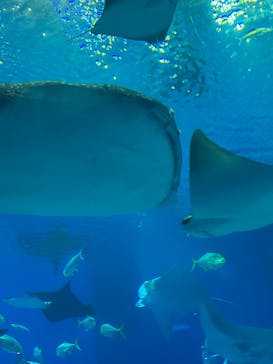 沖縄美ら海水族館に投稿された画像（2025/12/15）