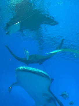 沖縄美ら海水族館に投稿された画像（2025/12/15）