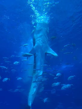 沖縄美ら海水族館に投稿された画像（2025/12/15）