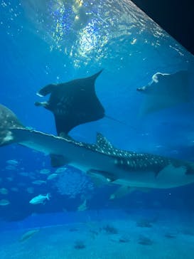 沖縄美ら海水族館に投稿された画像（2025/12/15）