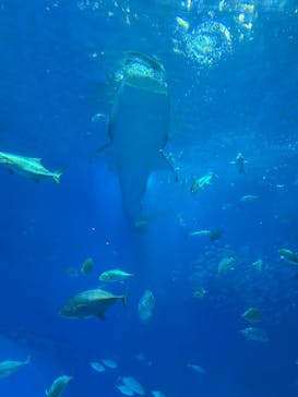 沖縄美ら海水族館に投稿された画像（2025/12/15）