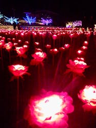 東京メガイルミに投稿された画像（2025/12/15）