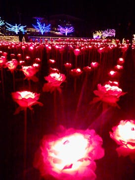 東京メガイルミに投稿された画像（2025/12/15）