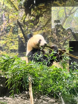 恩賜上野動物園に投稿された画像（2025/12/16）