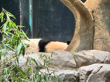 恩賜上野動物園に投稿された画像（2025/12/16）