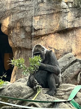 恩賜上野動物園に投稿された画像（2025/12/16）