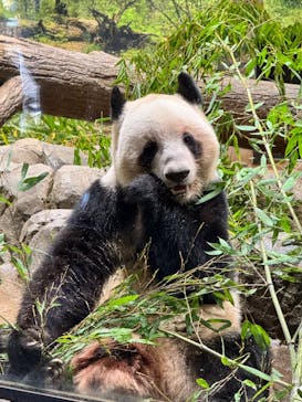 恩賜上野動物園に投稿された画像（2025/12/16）