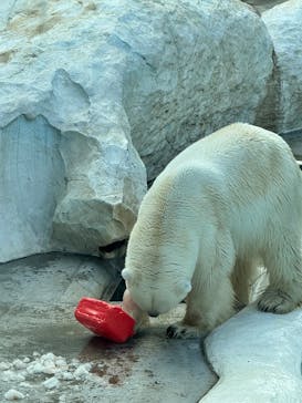 恩賜上野動物園に投稿された画像（2025/12/16）