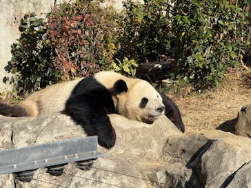 恩賜上野動物園に投稿された画像（2025/12/16）