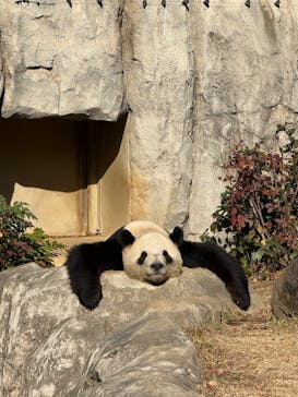 恩賜上野動物園に投稿された画像（2025/12/16）