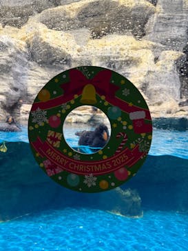 アクアワールド茨城県大洗水族館に投稿された画像（2025/12/16）