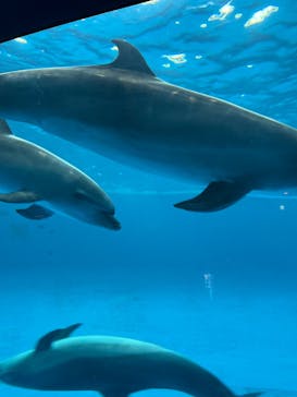 アクアワールド茨城県大洗水族館に投稿された画像（2025/12/16）
