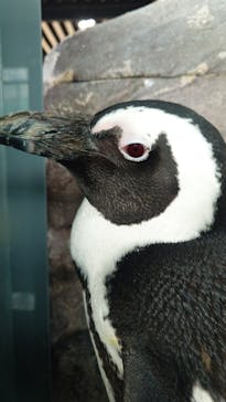 京都水族館に投稿された画像（2025/12/16）