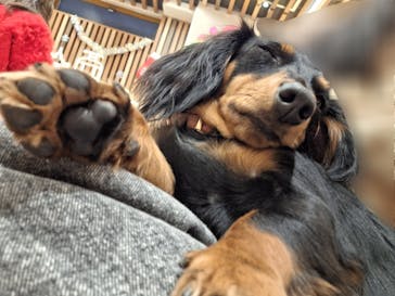 いぬカフェRio 鎌倉小町通り店に投稿された画像（2025/12/16）