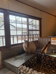 おさるの湯もみ処　おさ湯に投稿された画像（2025/12/16）