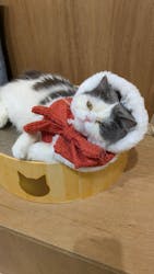 Cat Café MOFF 枚方モール店に投稿された画像（2025/12/16）