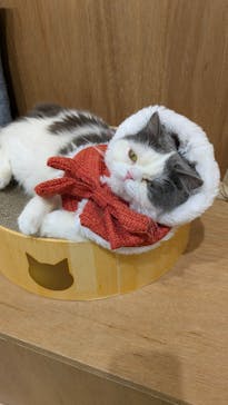 Cat Café MOFF 枚方モール店に投稿された画像（2025/12/16）