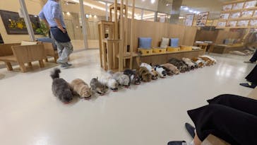 Cat Café MOFF 枚方モール店に投稿された画像（2025/12/16）