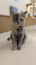 Cat Café MOFF 枚方モール店に投稿された画像（2025/12/16）