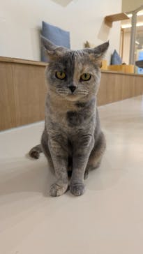 Cat Café MOFF 枚方モール店に投稿された画像（2025/12/16）